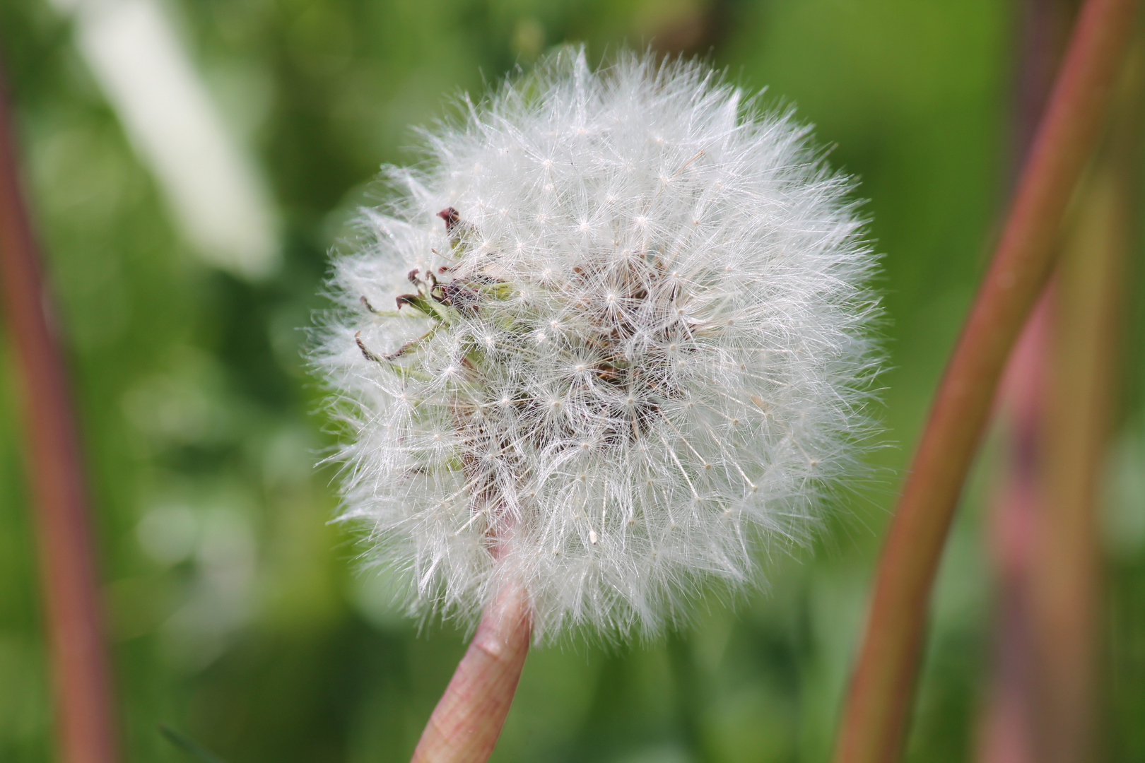 Pusteblume