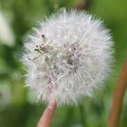 Pusteblume