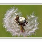 Pusteblume