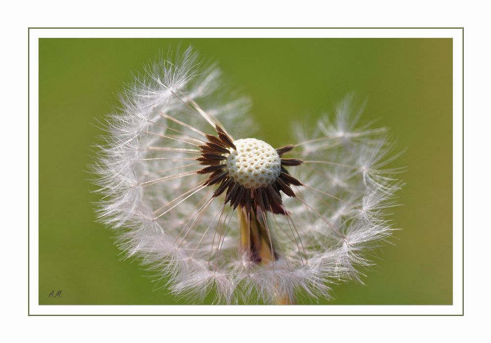 Pusteblume