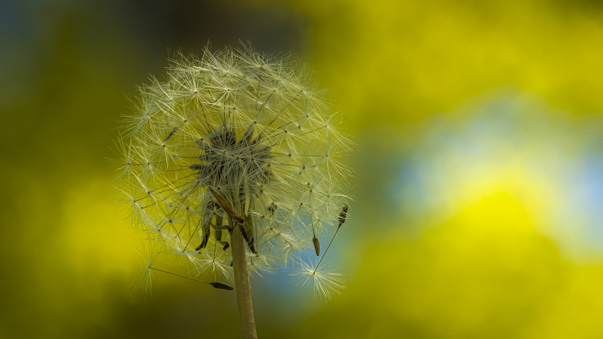 Pusteblume 