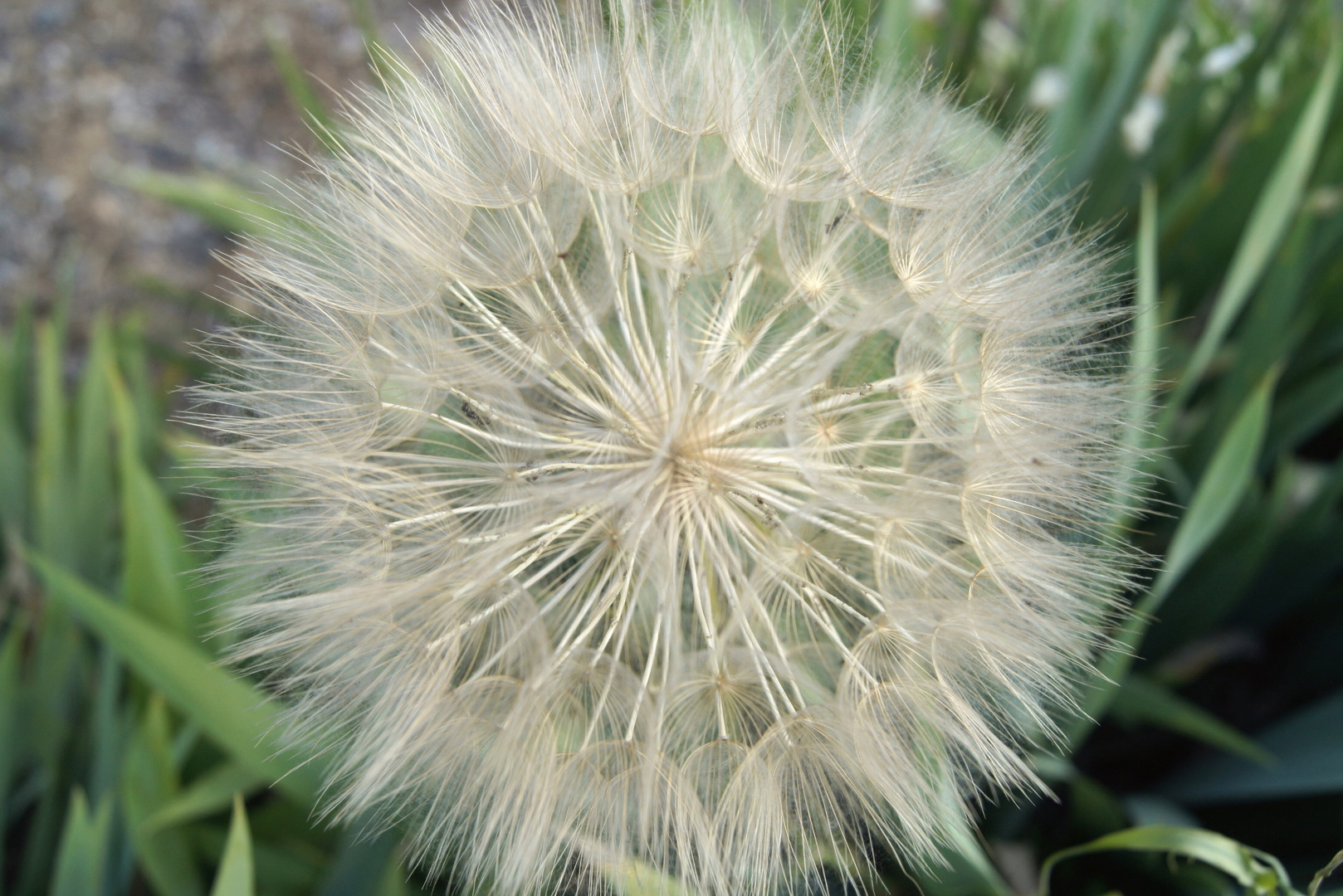 Pusteblume