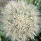 Pusteblume