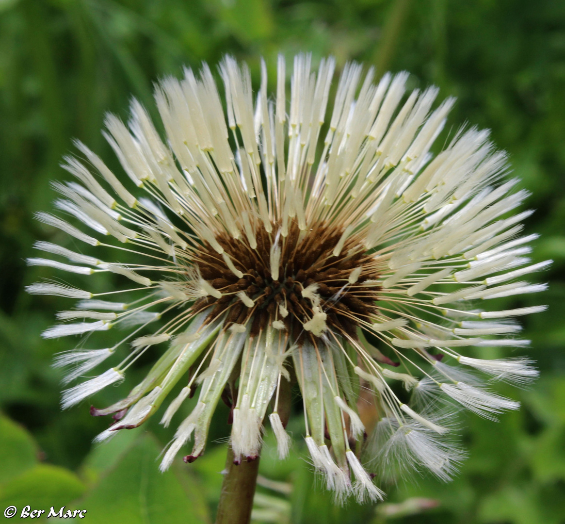 Pusteblume