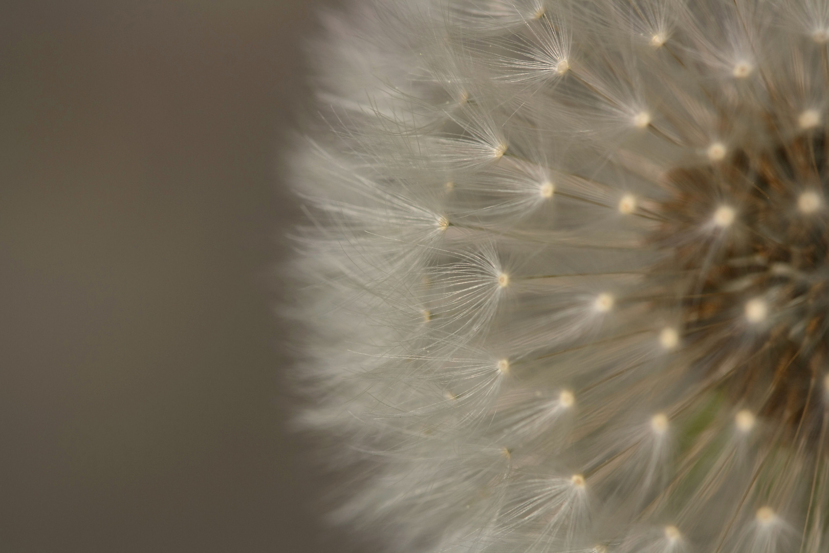 Pusteblume