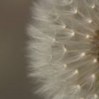 Pusteblume