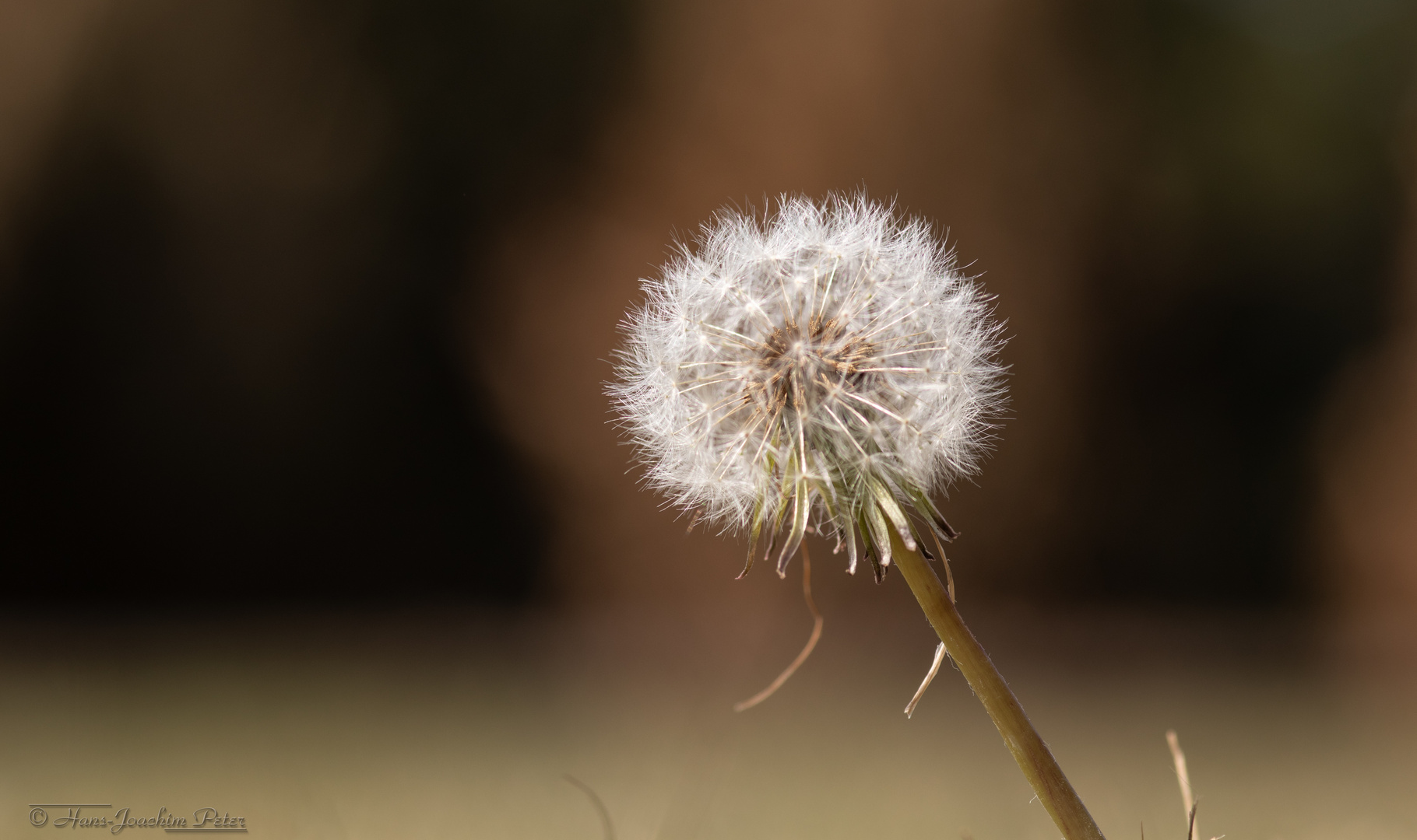 Pusteblume