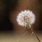 Pusteblume