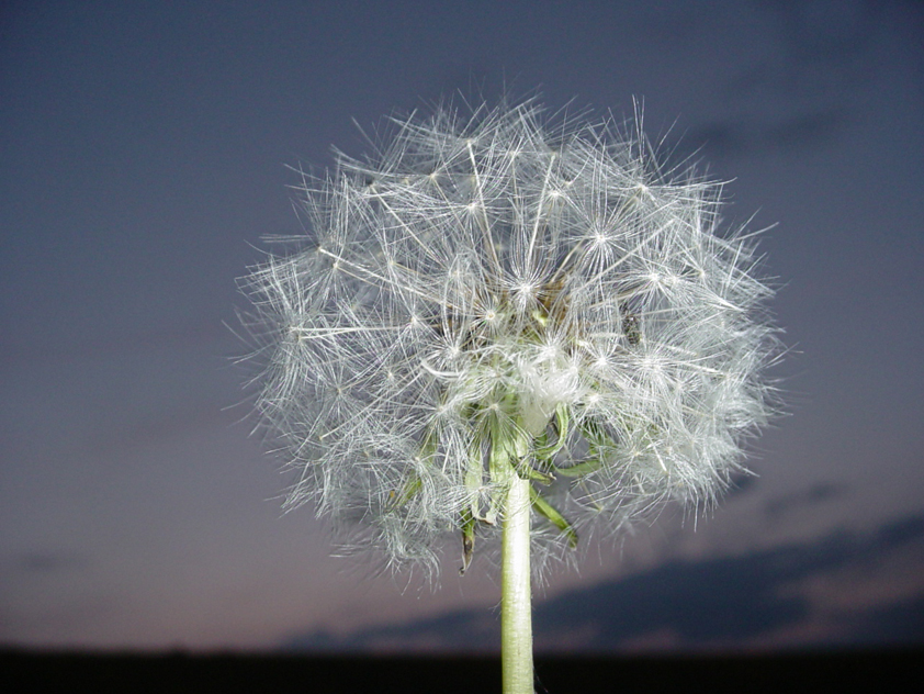 Pusteblume