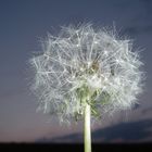 Pusteblume