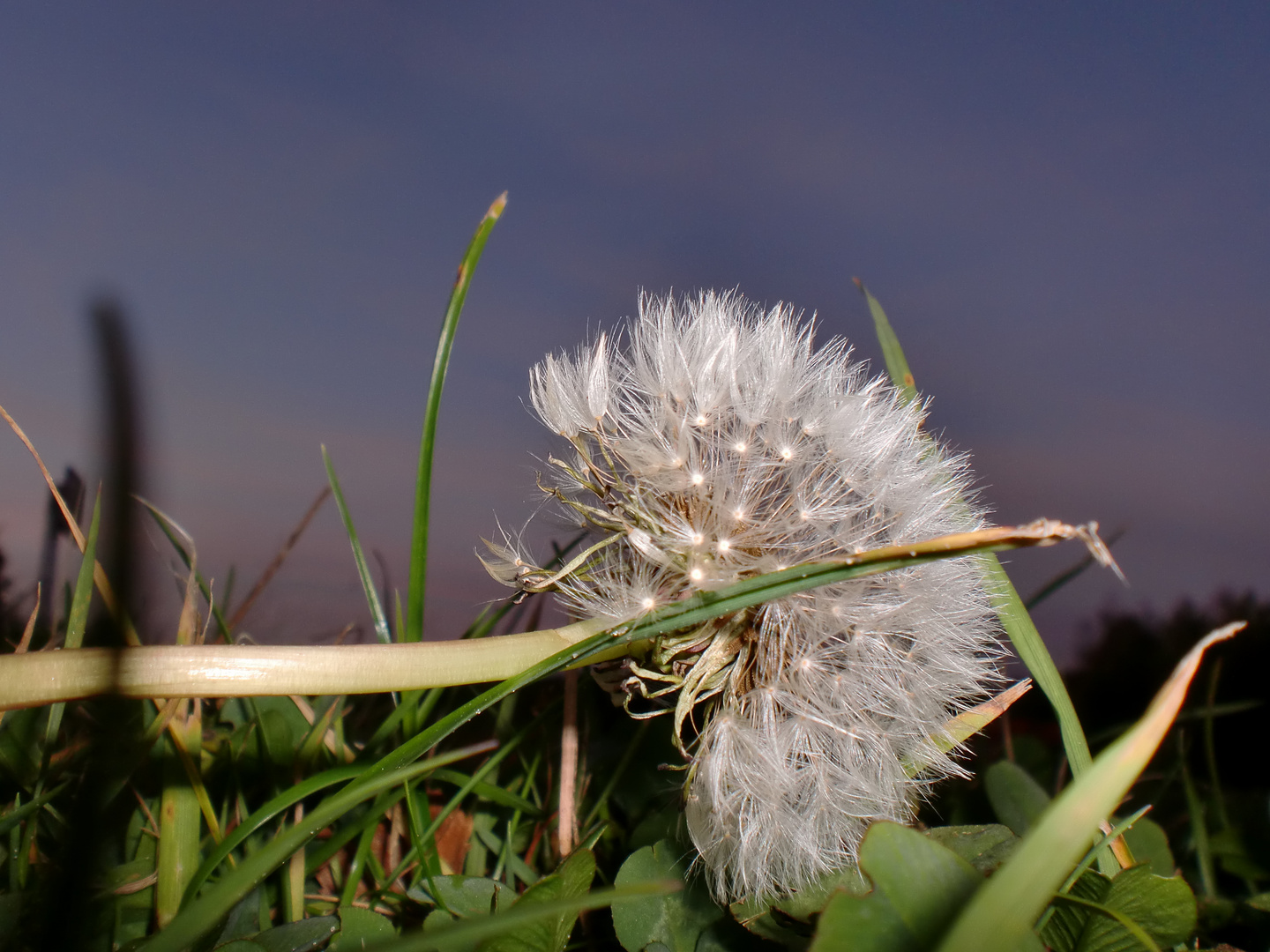 Pusteblume