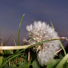 Pusteblume