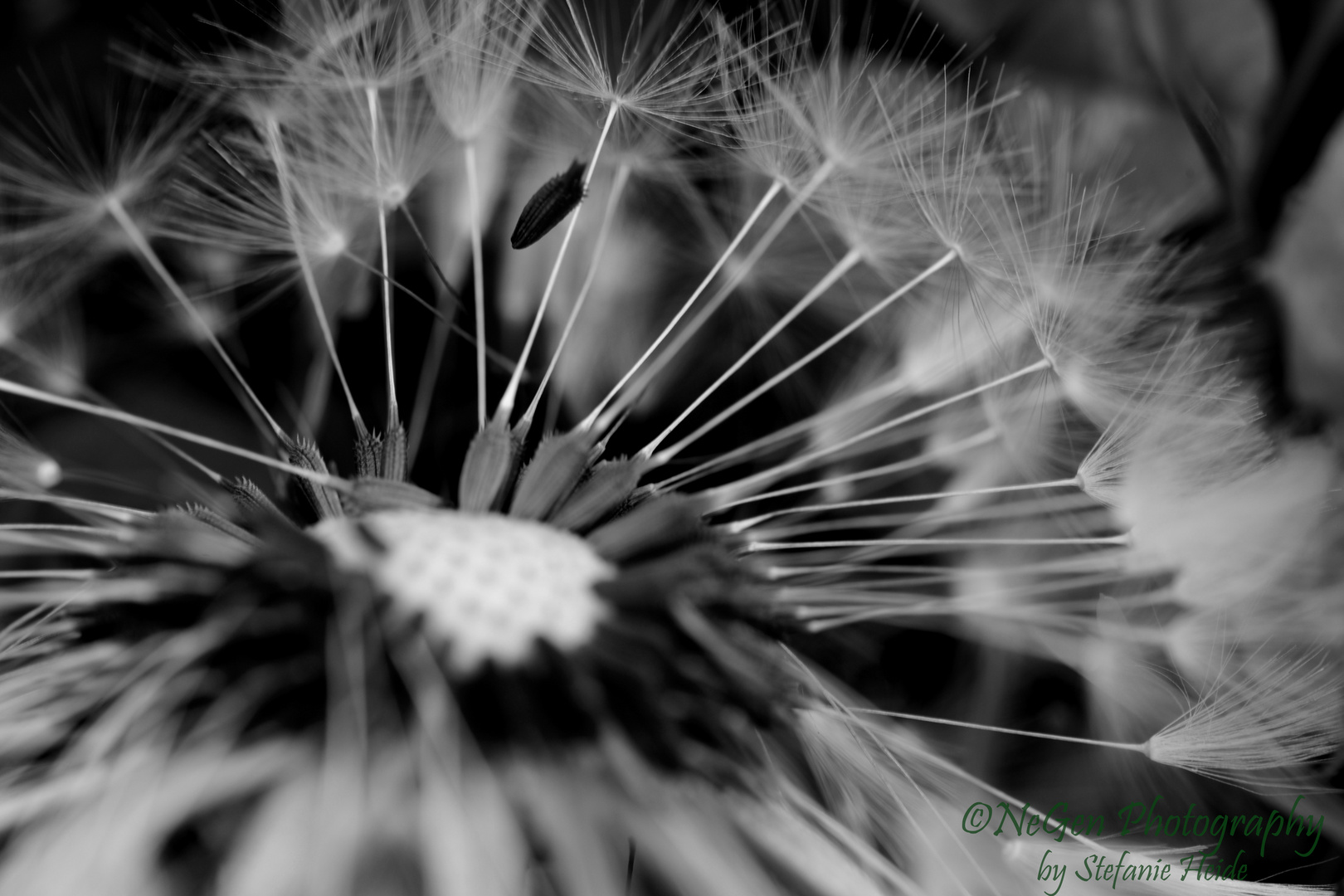 Pusteblume