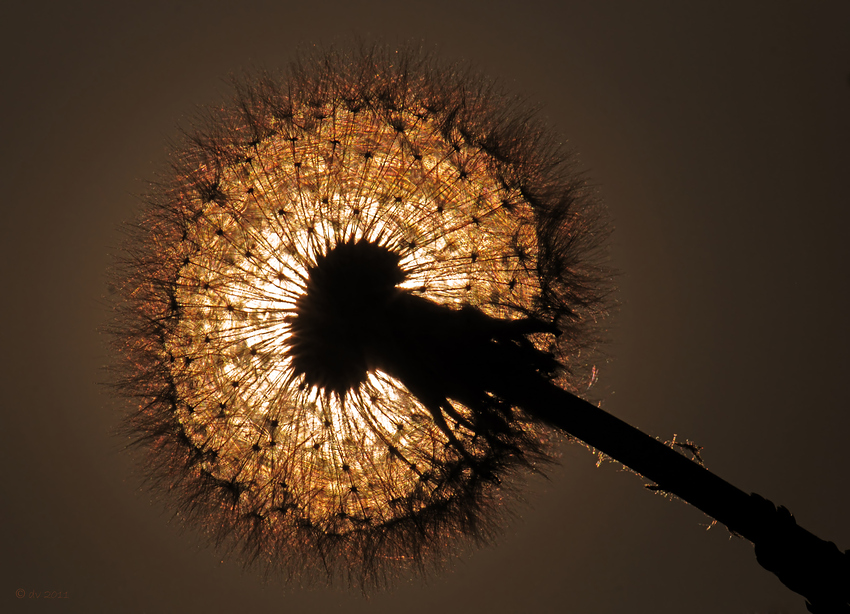 Pusteblume