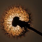 Pusteblume