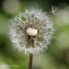 Pusteblume