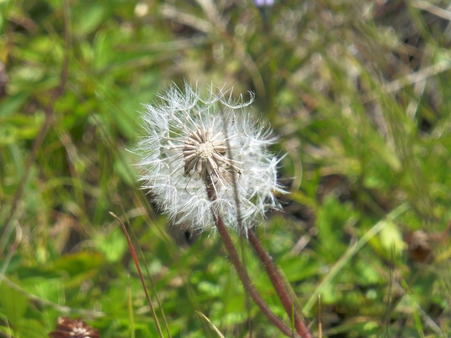 Pusteblume