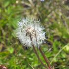 Pusteblume