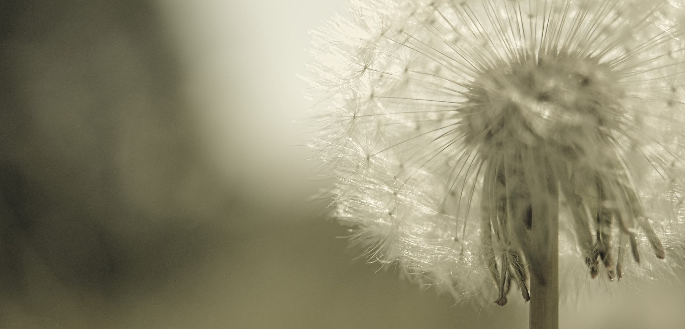 Pusteblume