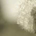 Pusteblume