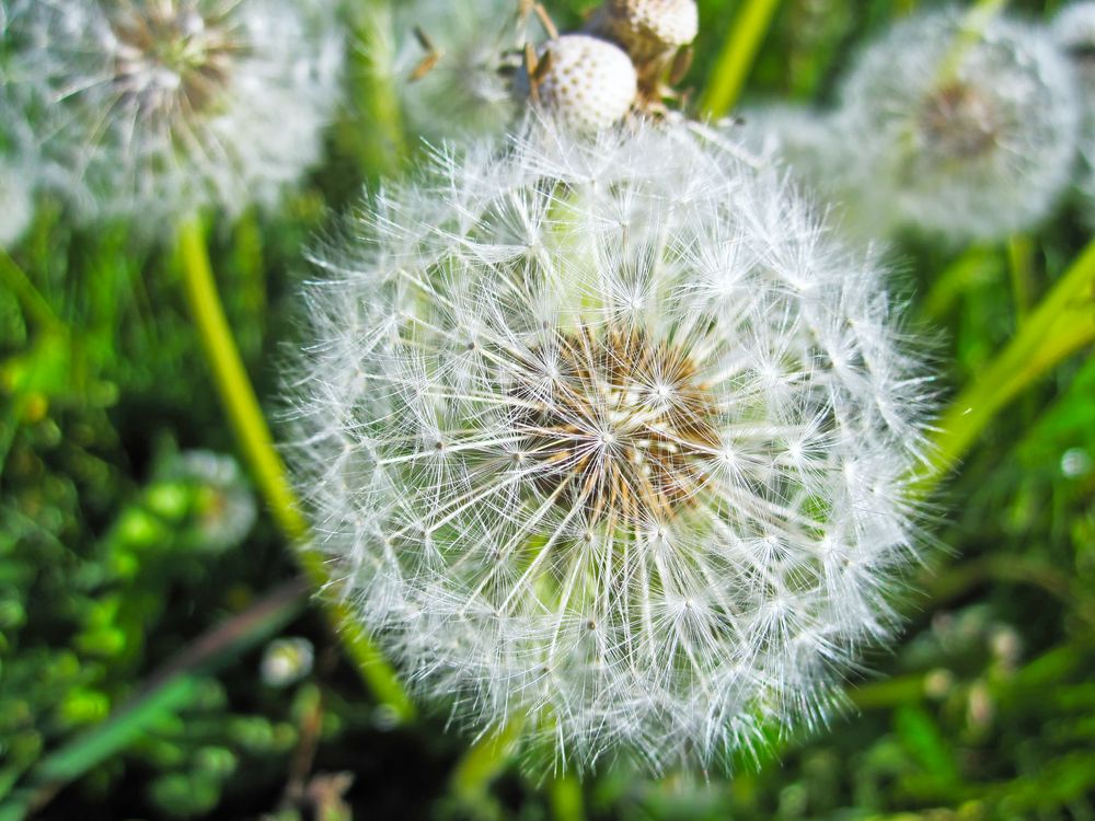 Pusteblume