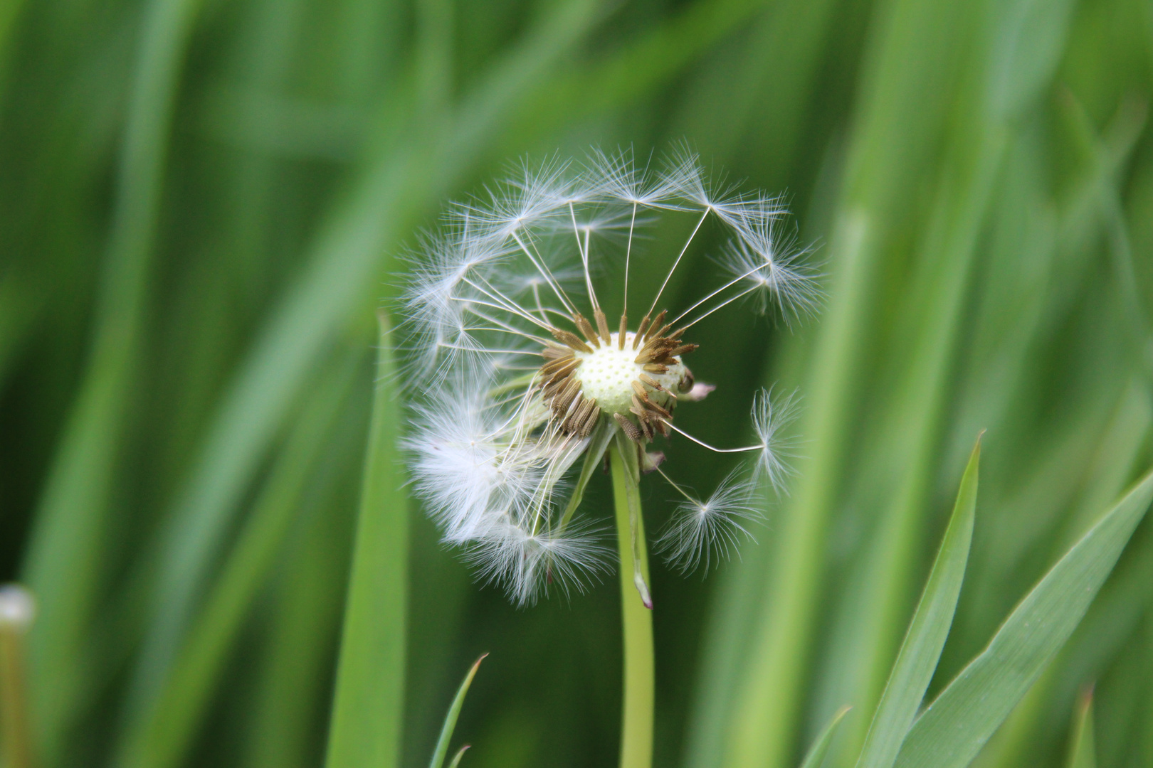 Pusteblume