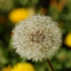 Pusteblume