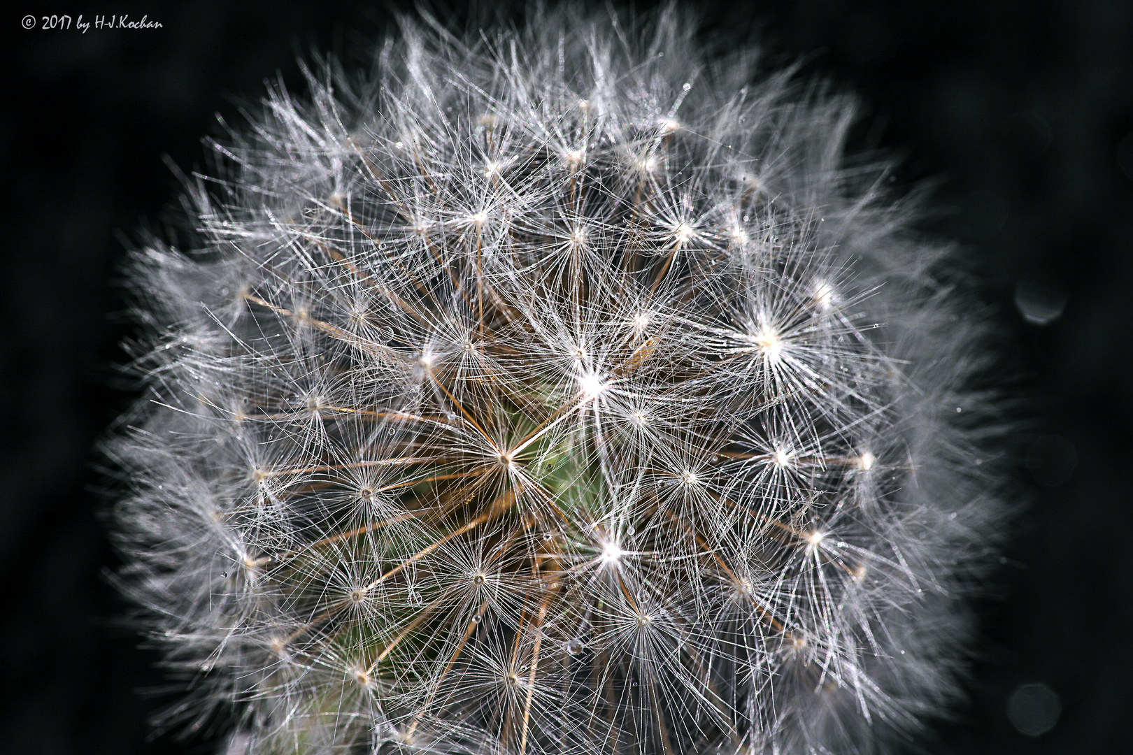 Pusteblume