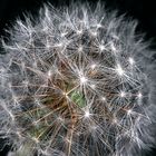 Pusteblume