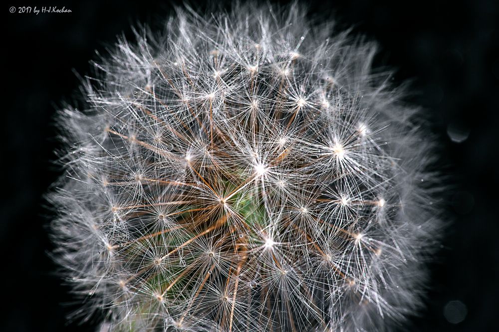 Pusteblume