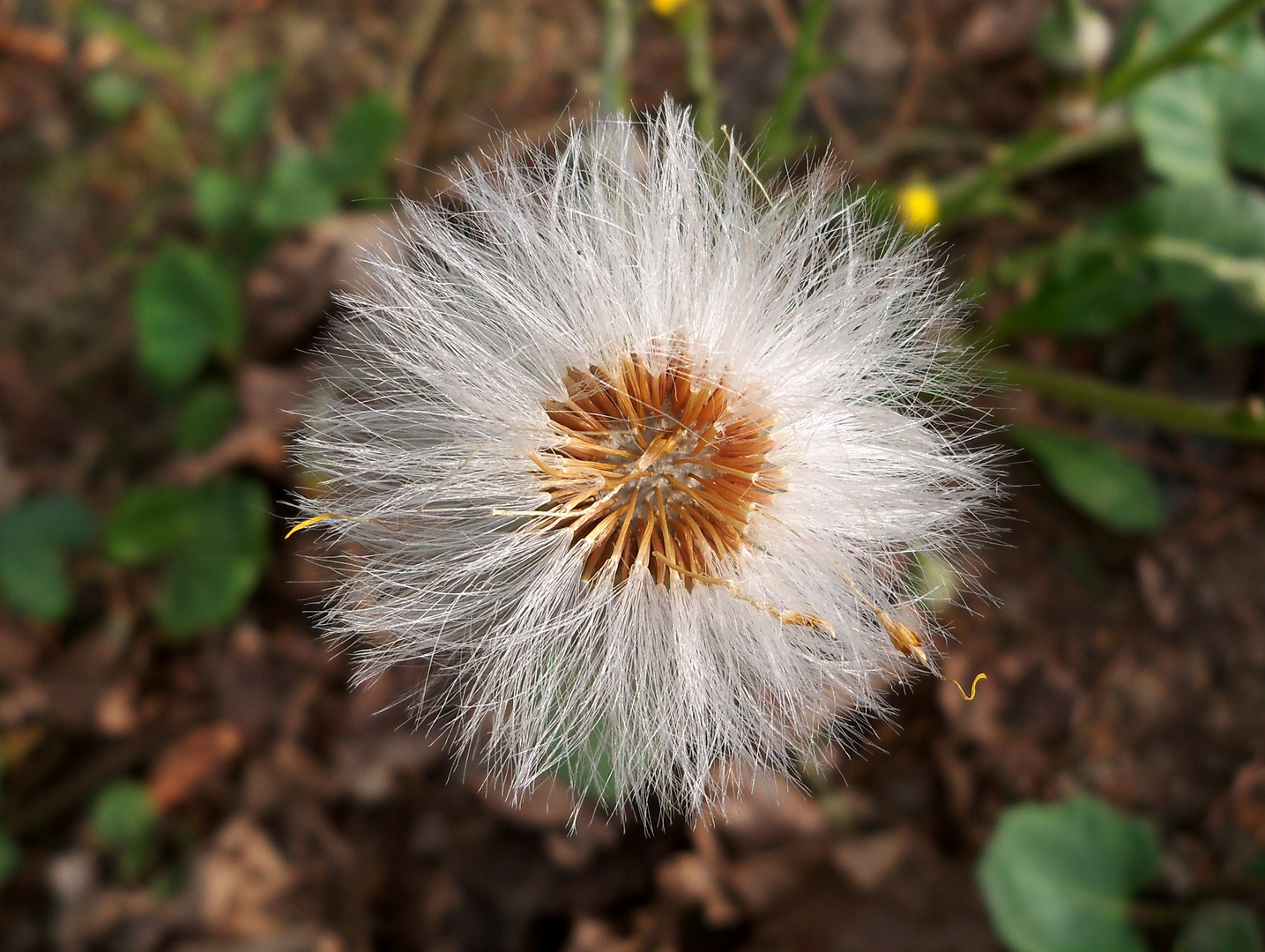 Pusteblume