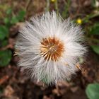 Pusteblume