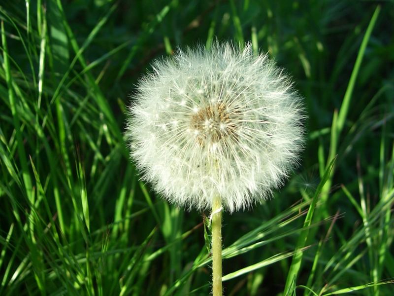 Pusteblume