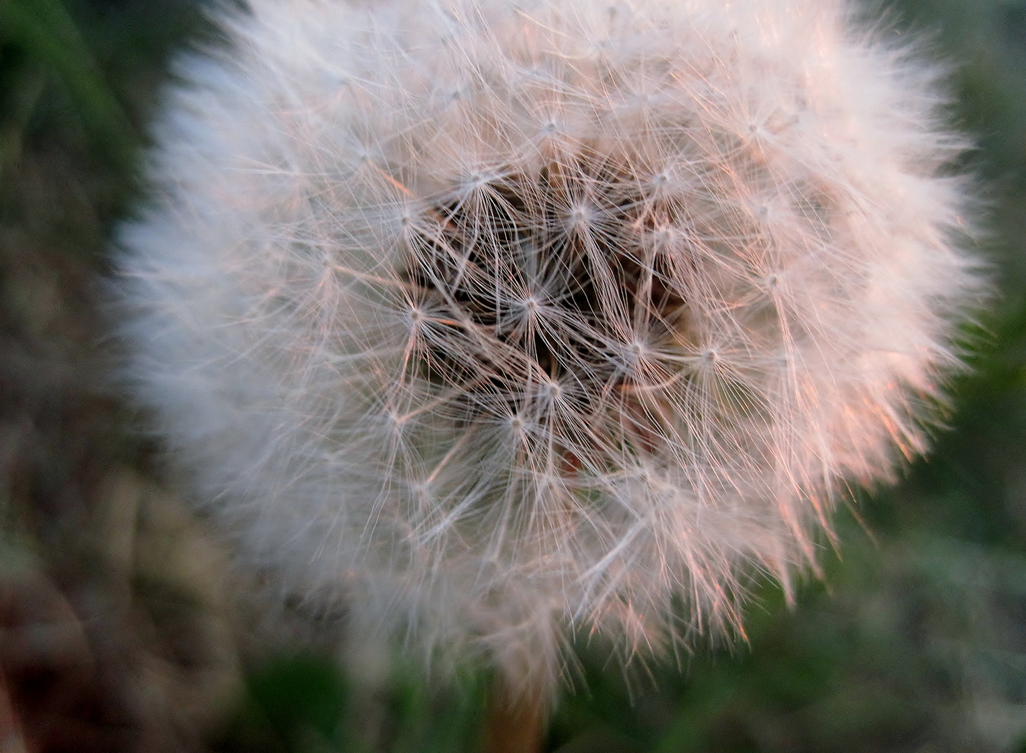 Pusteblume