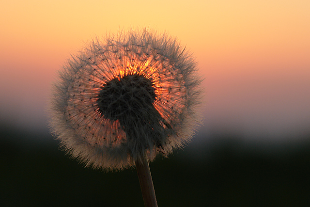 Pusteblume