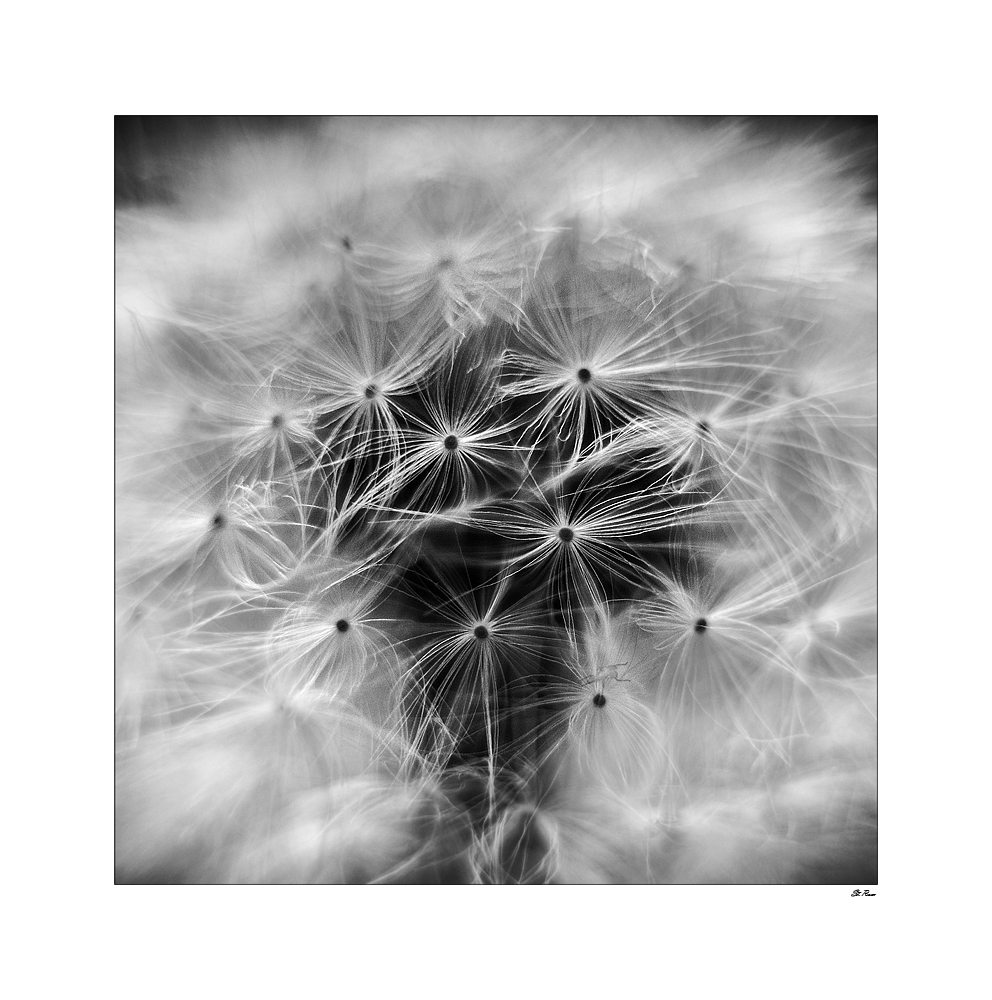 Pusteblume