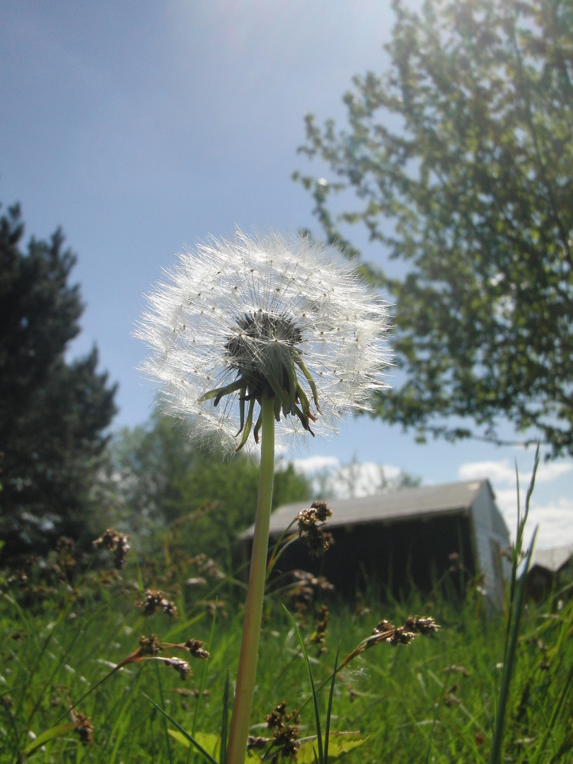 Pusteblume