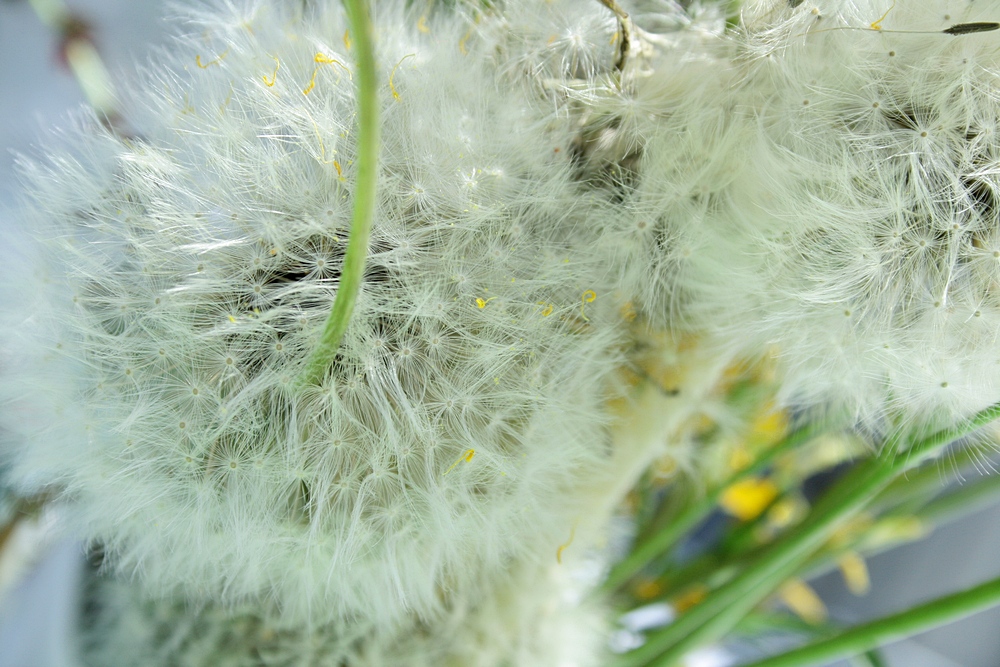 PUSTEBLUME