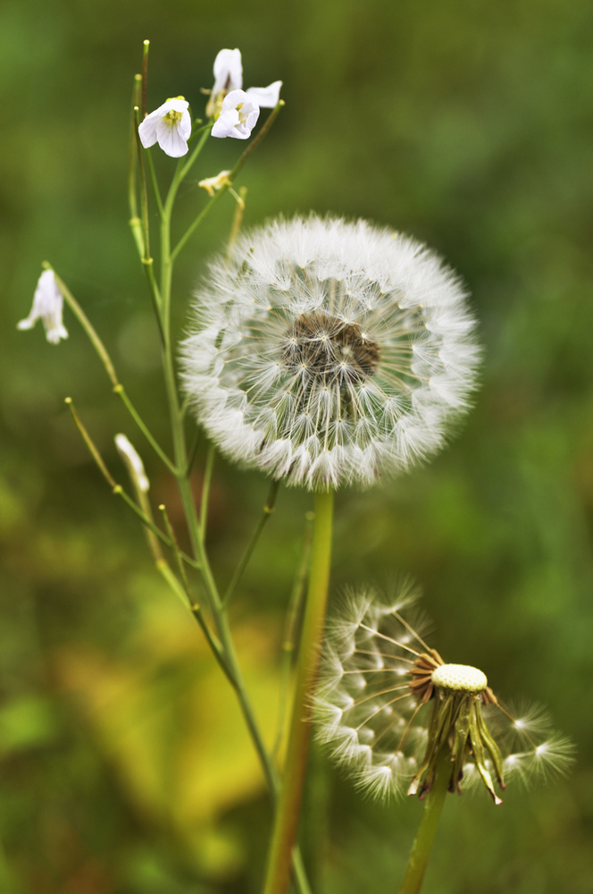 Pusteblume