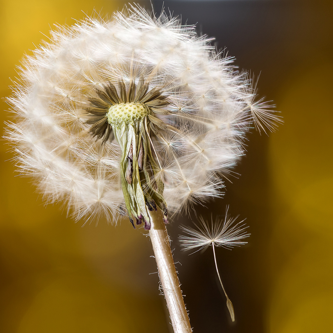 "Pusteblume"