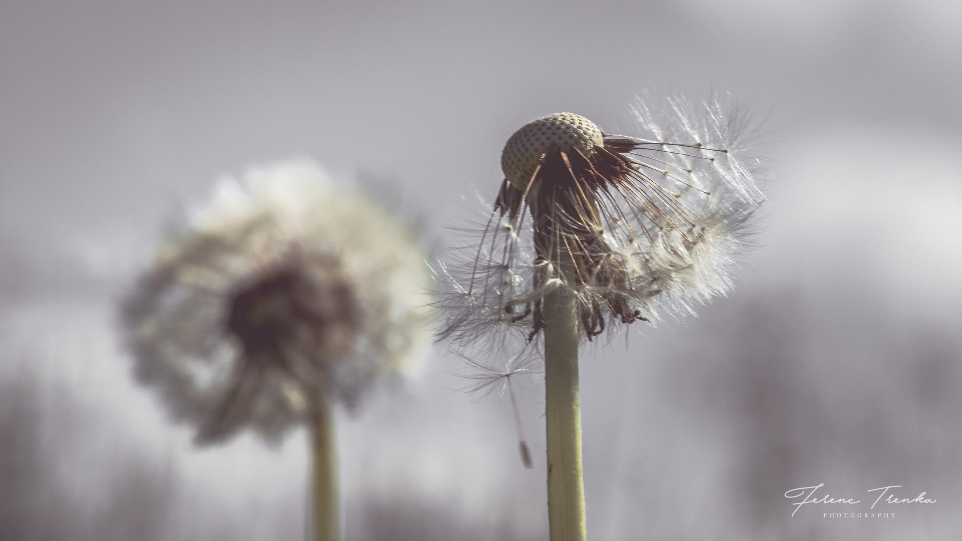 Pusteblume