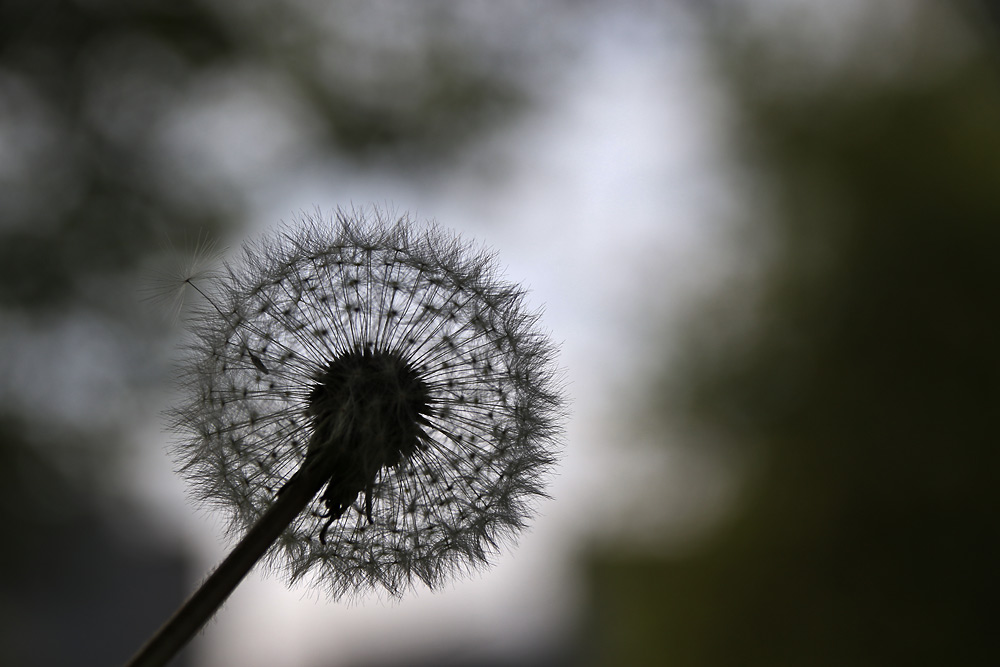 Pusteblume