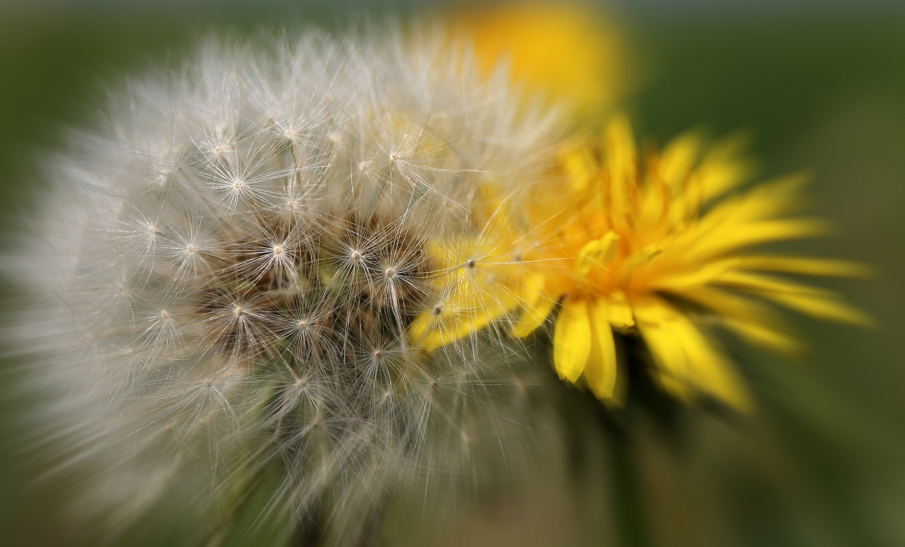 Pusteblume