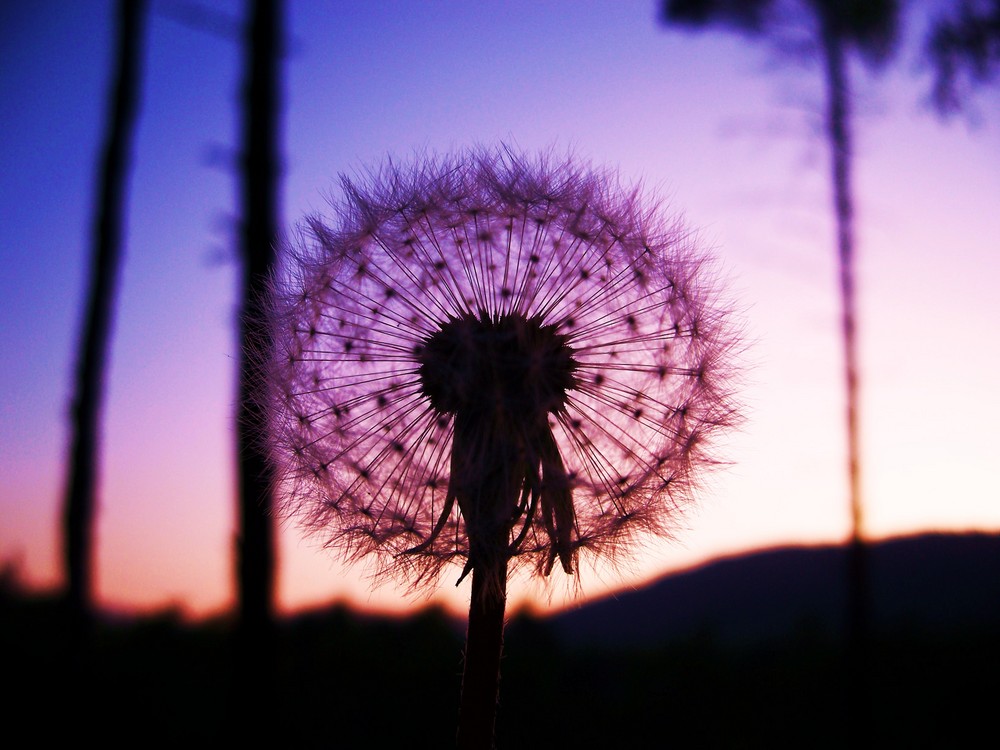 Pusteblume