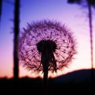 Pusteblume