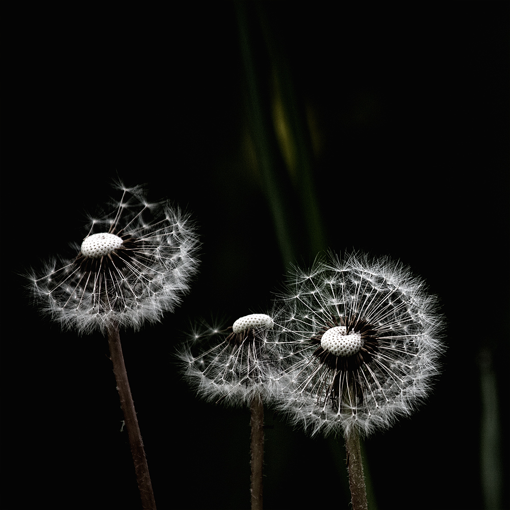 Pusteblume..