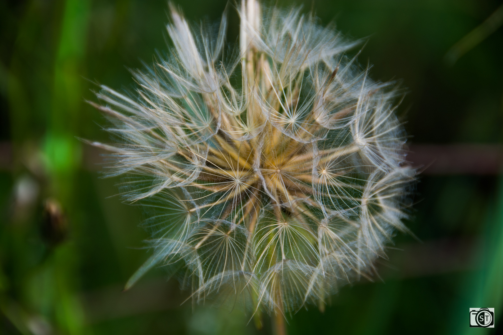 Pusteblume