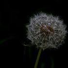 Pusteblume