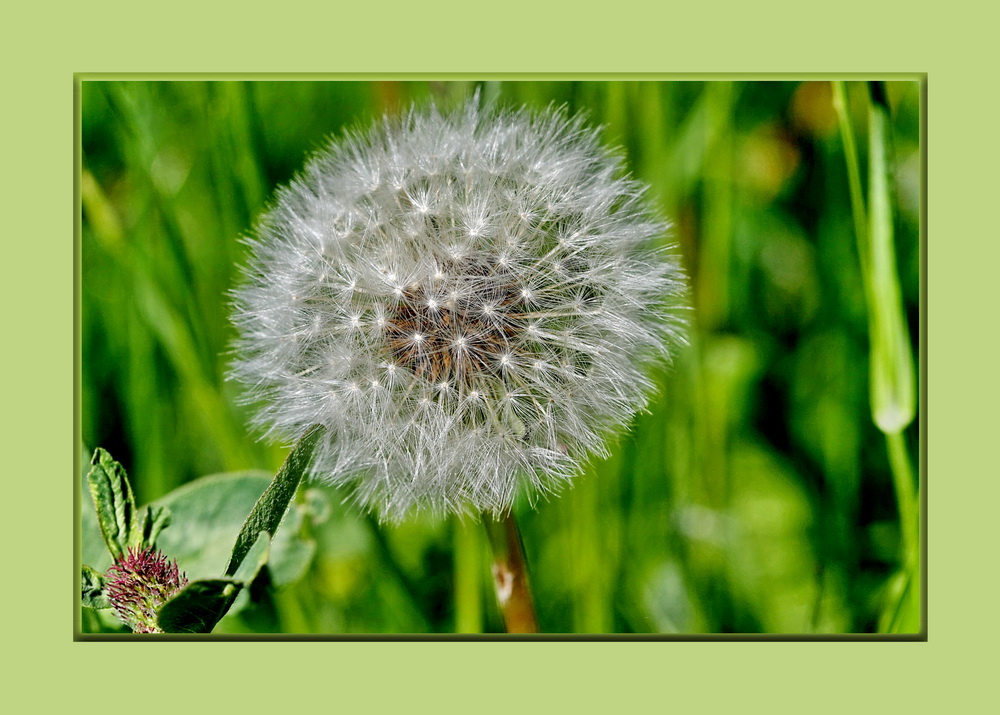 Pusteblume