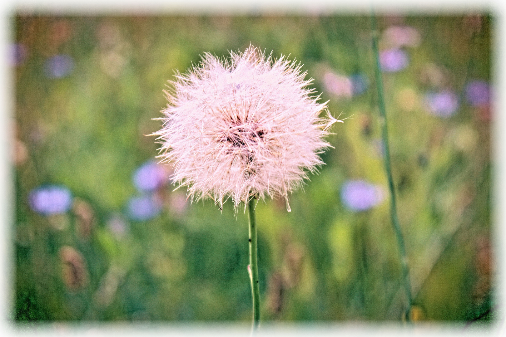 Pusteblume